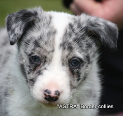Blue Merle Male, smooth to medium  coat, border collie puppy